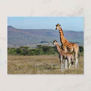 Wildlife Giraffe Mother and Baby Photo Postcard