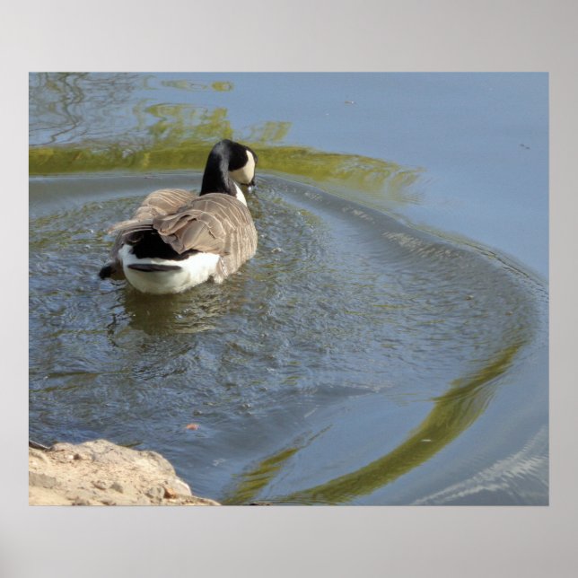Wildlife Goose swimming in Lake, Water Circle Poster (Front)