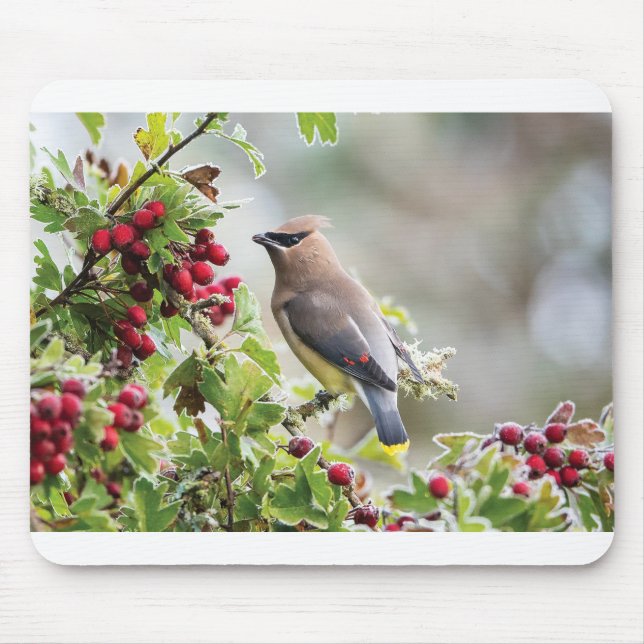 Wildlife Greeting Cards - Cedar Waxwing Mouse Pad (Front)