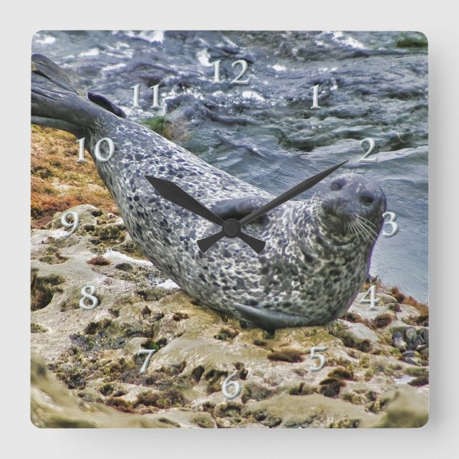Wildlife Harbour Seal Tail Talking Sun Bather Square Wall Clock (Front)