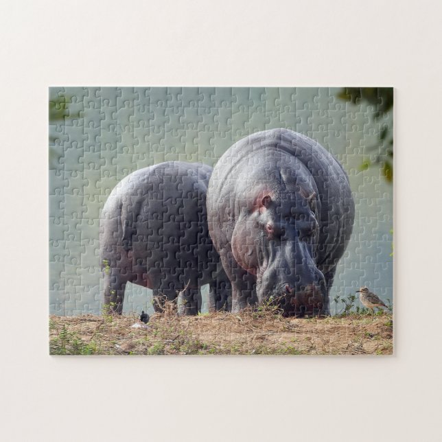 Wildlife Hippo Photo Jigsaw Puzzle (Horizontal)
