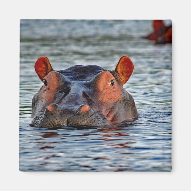 Wildlife Hippo Water Photo Magnet (Front)