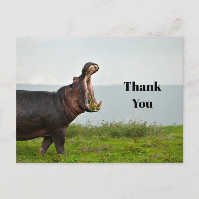 Wildlife Hippopotamus Photo Thank You Postcard (Front)