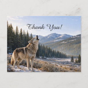 Wildlife Howling Grey Wolf Scene Thank You Postcard