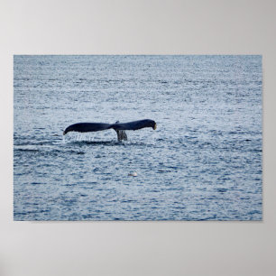 Wildlife Humpback Whale Tail Photo Poster