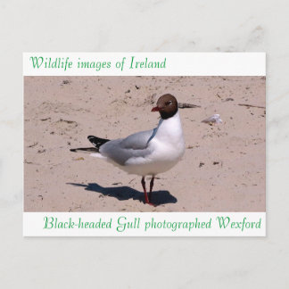 Wildlife images for postcard