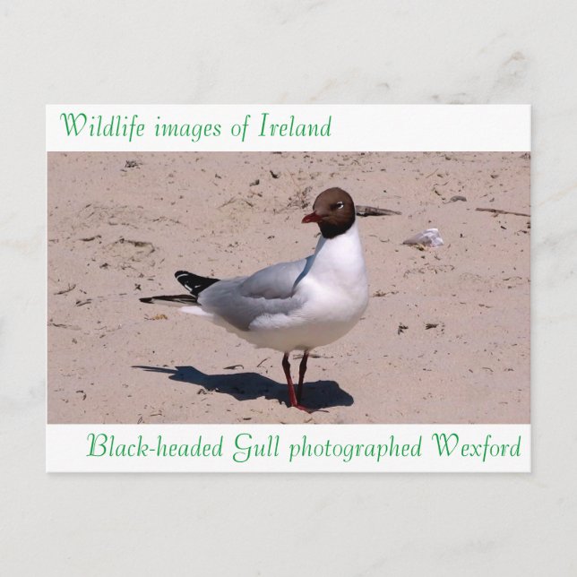 Wildlife images for postcard (Front)
