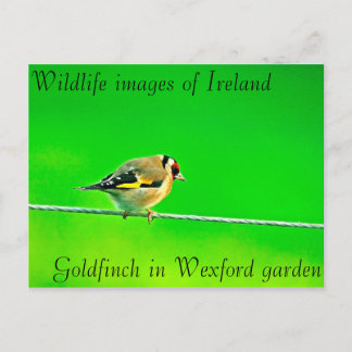 Wildlife images for postcard