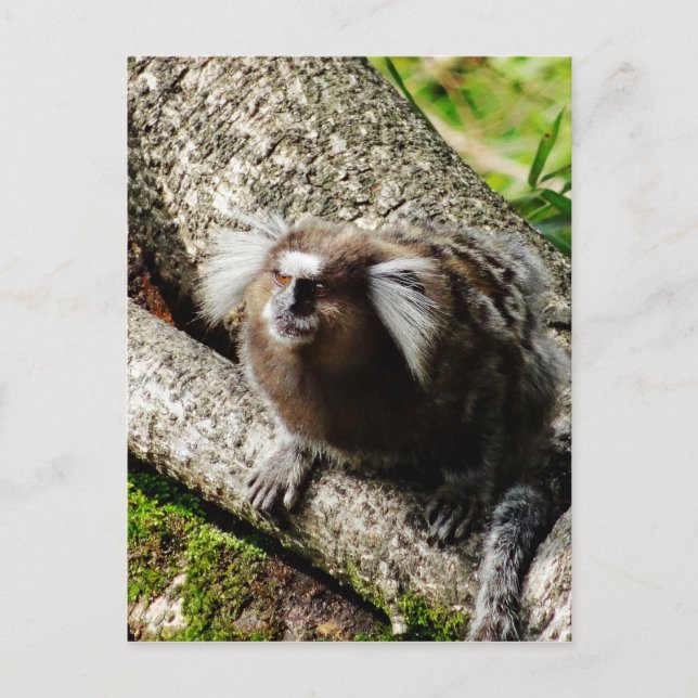 Wildlife in Rio Postcard (Front)
