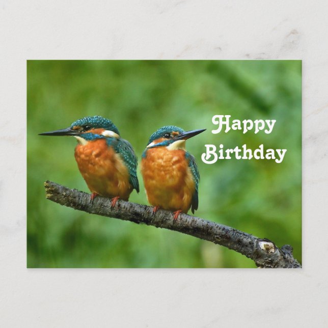Wildlife Kingfisher Photo Birthday Postcard (Front)