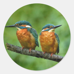 Wildlife Kingfisher Photo Classic Round Sticker