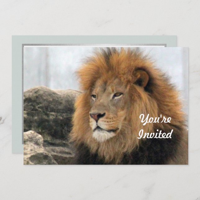 Wildlife Lion Photo Birthday Invitation (Front/Back)