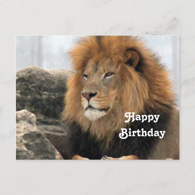 Wildlife Lion Photo Birthday Postcard (Front)
