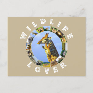 Wildlife Lover Giraffe Cuddles Postcard