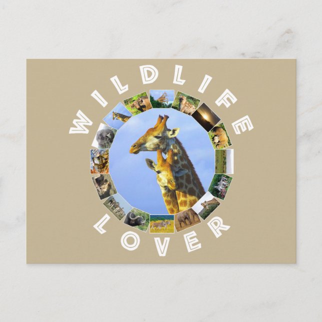 Wildlife Lover Giraffe Cuddles Postcard (Front)