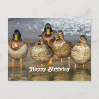 Wildlife Mallard Ducks Photo Birthday