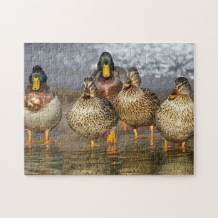 Wildlife Mallard Ducks Photo Jigsaw Puzzle