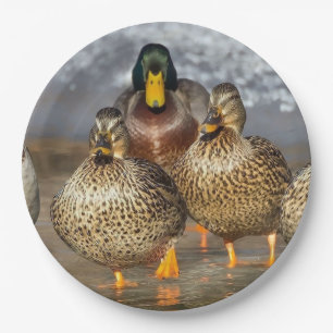 Wildlife Mallard Ducks Photo Paper Plate