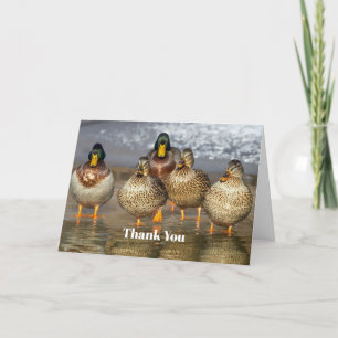 Wildlife Mallard Ducks Thank You Card