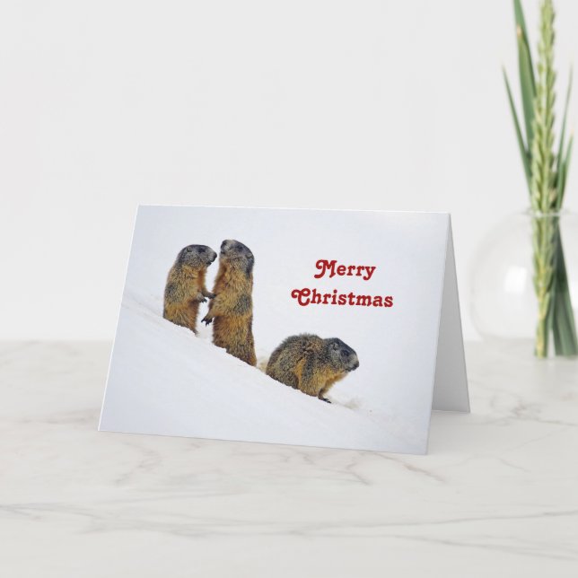 Wildlife Marmots Snow Photo Christmas Holiday Card (Front)
