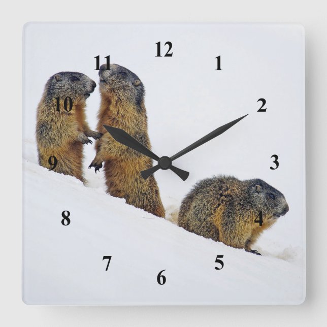 Wildlife Marmots Snow Photo Square Wall Clock (Front)