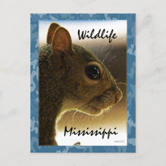 Wildlife Mississippi Grey Squirrel Postcard