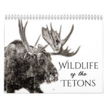 Wildlife Of The Tetons Calendar