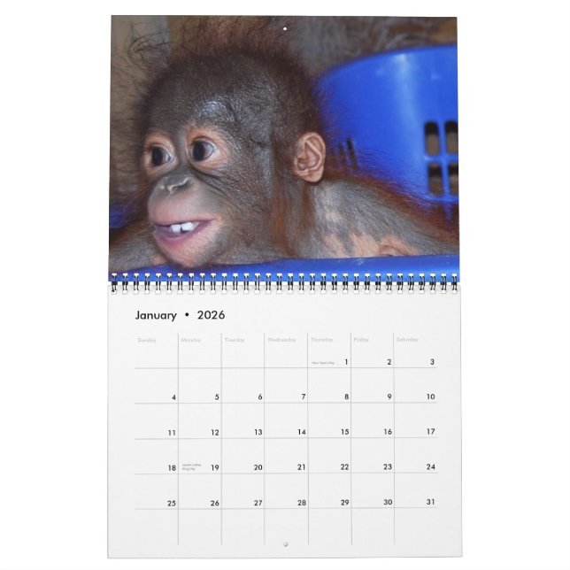 Wildlife Orangutan Babies Calendar (Jan 2026)