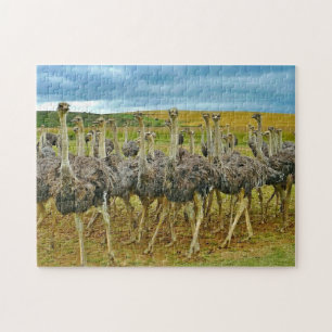 Wildlife Ostrich Flock Photo Jigsaw Puzzle