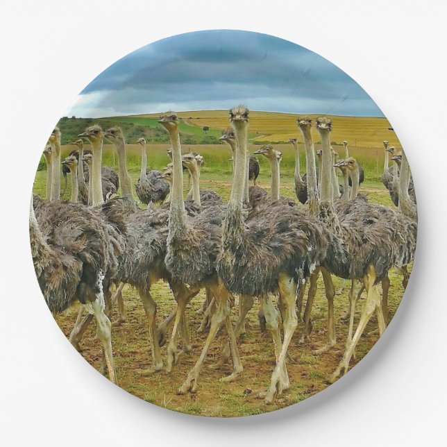 Wildlife Ostrich Flock Photo Paper Plate (Front)