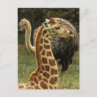 Wildlife Photo of Giraffe and Ostrich Postcard