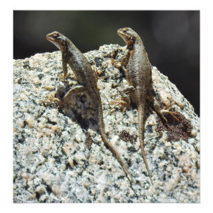 Wildlife, photo print, reptiles, lizards print