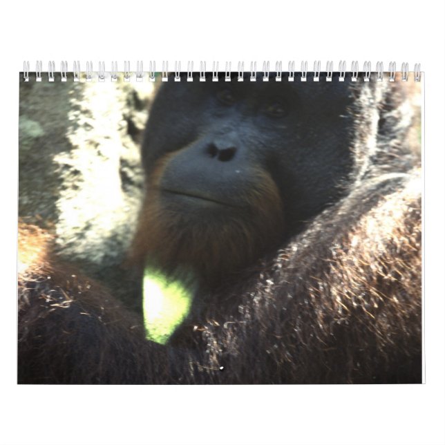 Wildlife Photography 2011 Calendar (Cover)