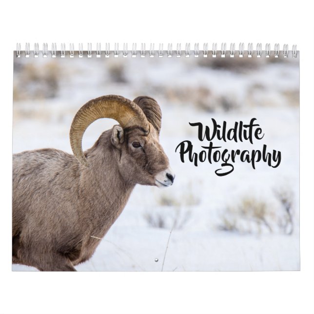 Wildlife Photography Calendar (Cover)