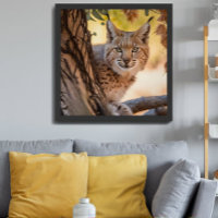 Wildlife Photography Closeup of Bobcat