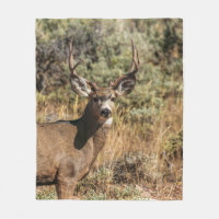 WILDLIFE PHOTOGRAPHY OF BROWN BUCK