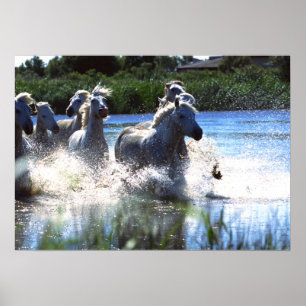 Wildlife Photography Wild Horses Poster 18x24