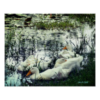 Wildlife Pond Ducks Animals