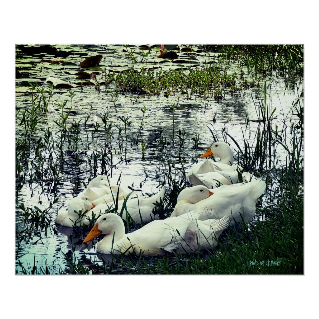 Wildlife Pond Ducks Animals  Poster (Front)
