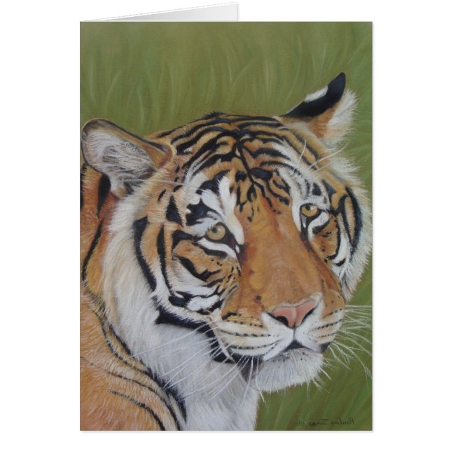 wildlife portrait picture of tiger big cat (Front)