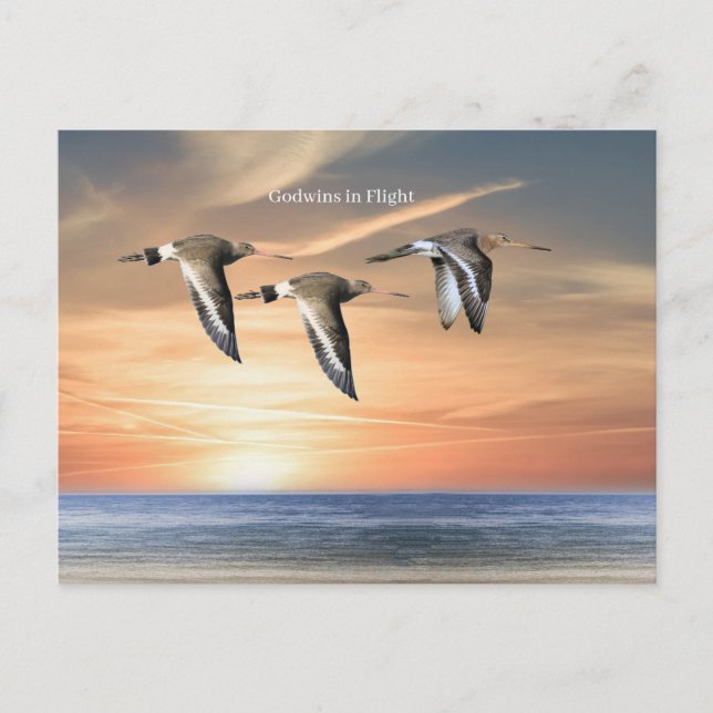 Wildlife Postcard (Front)