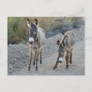 Wildlife postcard, wild burro, donkey postcard