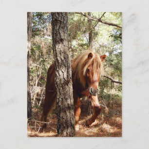 Wildlife postcard, wild horse, Assateague Island Postcard