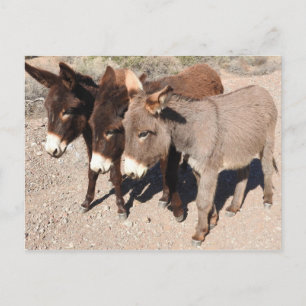 Wildlife postcards, donkeys, burros postcard