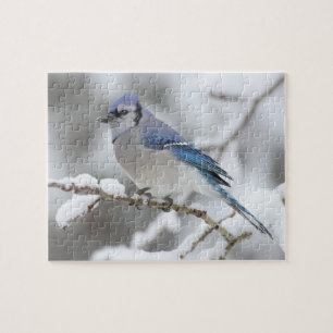Wildlife Puzzle-Blue Jay Jigsaw Puzzle