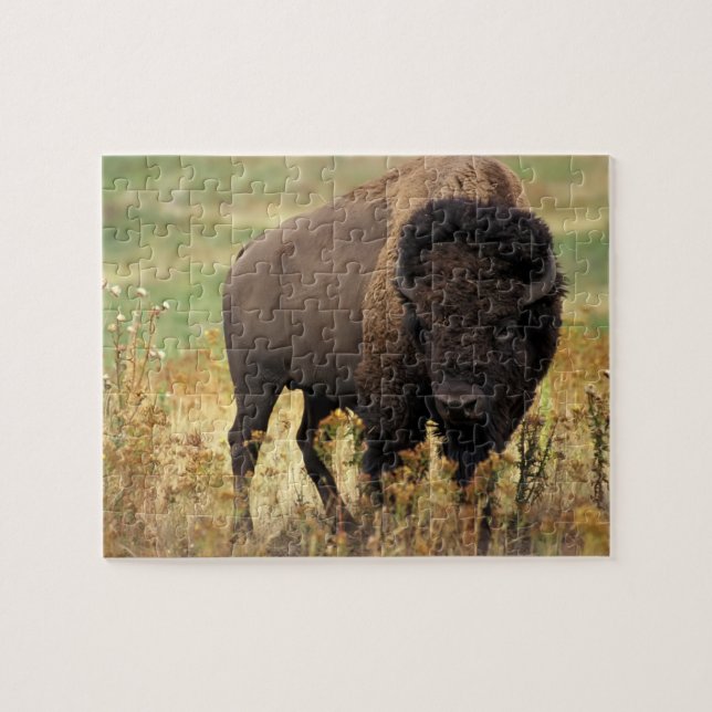 Wildlife Puzzle-Buffalo Jigsaw Puzzle (Horizontal)