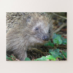 Wildlife Puzzle: Cute Hedgehog Jigsaw Puzzle