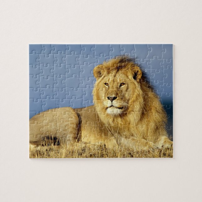Wildlife Puzzle-Lion Jigsaw Puzzle (Horizontal)