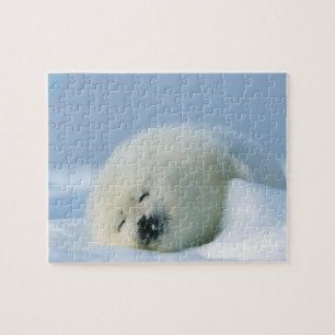 Wildlife Puzzle-Seal Pup Jigsaw Puzzle