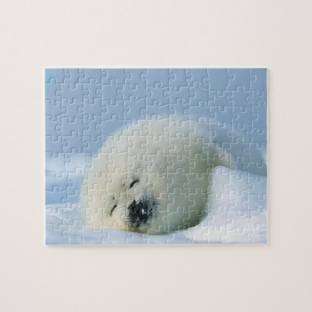 Wildlife Puzzle-Seal Pup Jigsaw Puzzle (Horizontal)